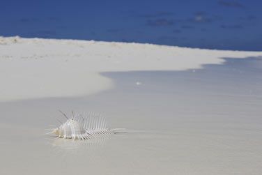 Coquillage d'un blanc immacul sur la mer paradisiaque
