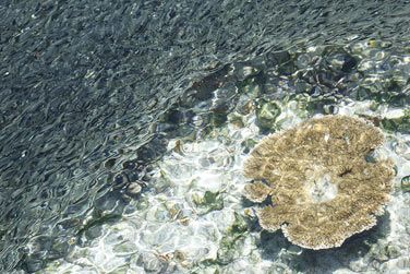 Magnifiques coraux en pleine mer