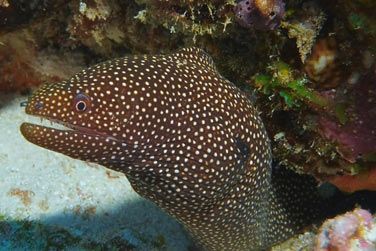 Explorez les fonds marins en snorkelling