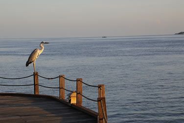 Nature sauvage luxuriante aux alentours du Nika Island