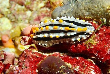 Explorez les fonds marins qui regorgent d'animaux