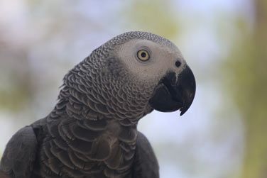 Admirez la faune luxuriante des maldives