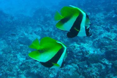 ou encore ses poissons tropicaux