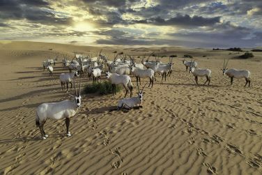 photo Telal Resort Al Ain Abu Dhabi