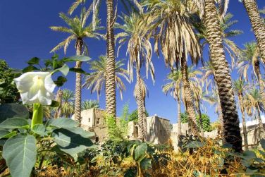 photo Abu Dhabi/Oman - Entre villes et nature sauvage Oman