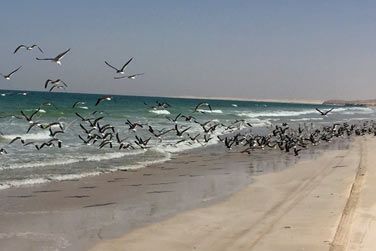 Situ au coeur du dsert Wahiba Sands, au bord d'une belle plage ou dans les montagnes Jebel Shams...