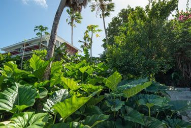 Le Plein Soleil est situ au cur d'une vgtation luxuriante