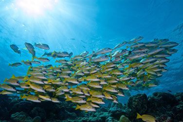 La faune marine regorge d'espces plus belles les unes que les autres