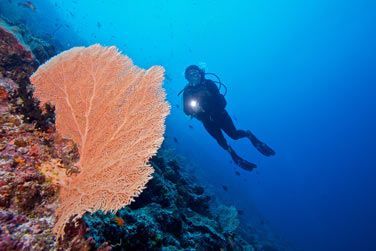 Explorez les fonds marins en snorkeling