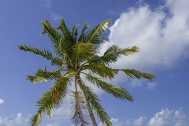 photo Furaveri Island Resort & Spa Maldives