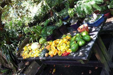 Savourez les dlicieux fruits tropicaux