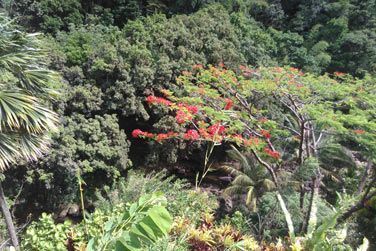 Le jardin luxuriant de la Maison Rousse