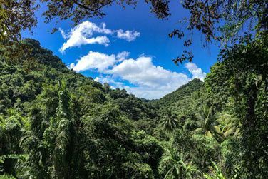 Lentre est assez improbable, cache au milieu de la vgtation tropicale