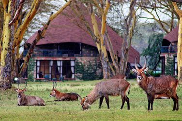 Au Naivasha Sopa Lodge, vous pourrez apercevoir les animaux depuis votre chambre