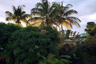 L'ecolodge est surplomb par de magnifiques arbres tropicaux