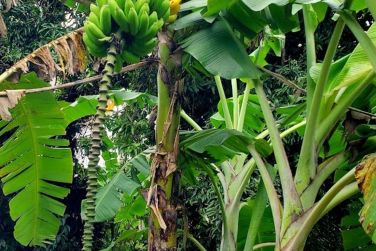 et de bananiers d'o son nom !