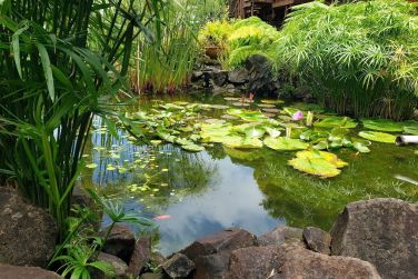 photo Ecolodge Les Bananes Vertes Guadeloupe