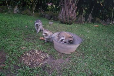 photo Ecolodge Les Bananes Vertes Guadeloupe