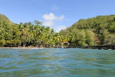 Dcouvrez la faune marine aux Anses d'Arlet