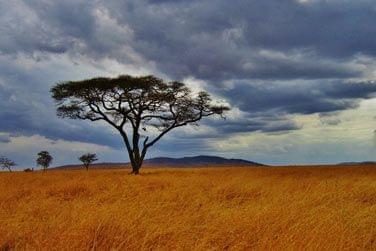 Un acacia perdu dans la brousse