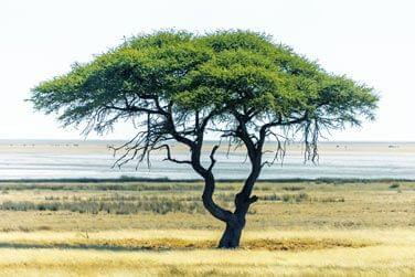 Arbre typique tanzanien