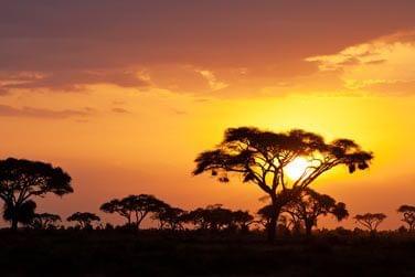 Magnifique coucher de soleil dans la savane africaine