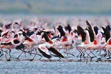 Admirez une myriade de flamants roses sur une eau d'un bleu lagon