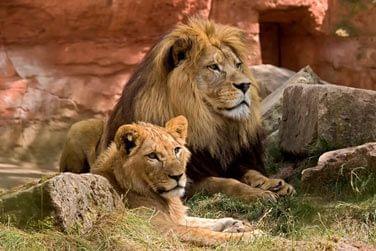 des lions majestueux,