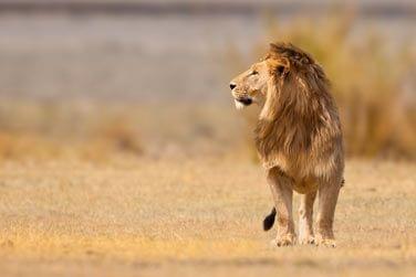 Le lion, majestueux et roi de la savane