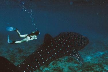 Nagez parmis des requins majestueux