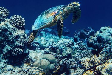 Un cosystme et une faune riche dans les maldives