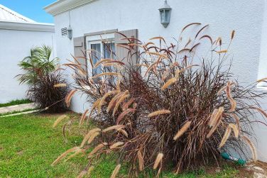 photo Au temps d'antan Rodrigues