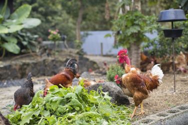 photo Origin Eco Chalet Rodrigues