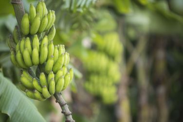 photo Origin Eco Chalet Rodrigues