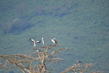 photo Combin Tanzanie/Zanzibar - Mini-safari & Douceur d'une le Tanzanie