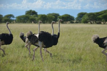 photo Combin Tanzanie/Zanzibar - Mini-safari & Douceur d'une le Tanzanie