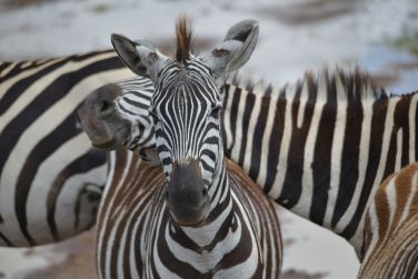 photo Combin Tanzanie/Zanzibar - Mini-safari & Douceur d'une le Tanzanie