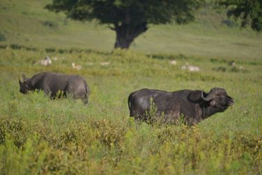 photo Combin Tanzanie/Zanzibar - Mini-safari & Douceur d'une le Tanzanie