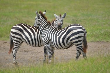 photo Combin Tanzanie/Zanzibar - Mini-safari & Douceur d'une le Tanzanie