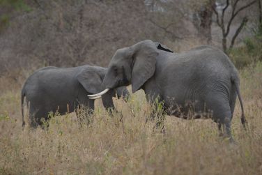 photo Combin Tanzanie/Zanzibar - Mini-safari & Douceur d'une le Tanzanie