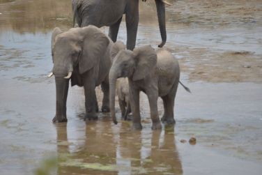photo Combin Tanzanie/Zanzibar - Mini-safari & Douceur d'une le Tanzanie