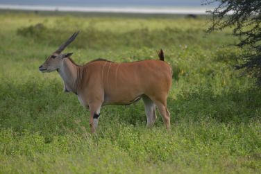 photo Combin Tanzanie/Zanzibar - Mini-safari & Douceur d'une le Tanzanie