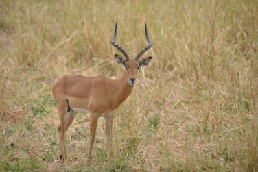 photo Combin Tanzanie/Zanzibar - Mini-safari & Douceur d'une le Tanzanie
