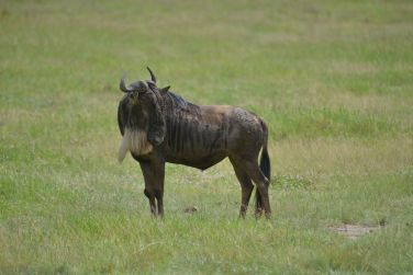 photo Combin Tanzanie/Zanzibar - Mini-safari & Douceur d'une le Tanzanie