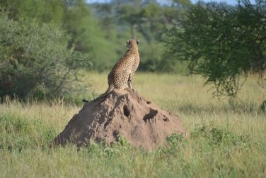photo Combin Tanzanie/Zanzibar - Mini-safari & Douceur d'une le Tanzanie