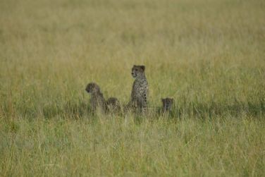 photo Combin Tanzanie/Zanzibar - Mini-safari & Douceur d'une le Tanzanie