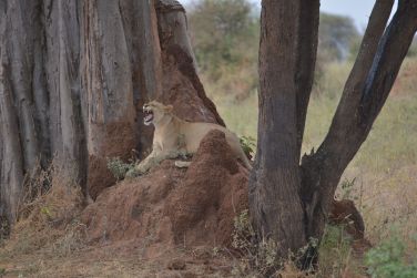 photo Combin Tanzanie/Zanzibar - Mini-safari & Douceur d'une le Tanzanie