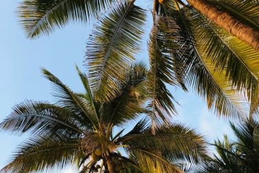 photo Combin Tanzanie/Zanzibar - Mini-safari & Douceur d'une le Tanzanie