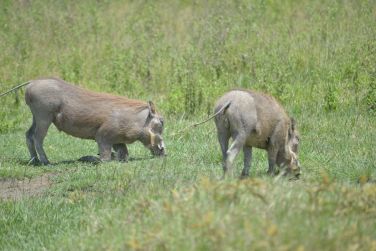 photo Combin Tanzanie/Zanzibar - Mini-safari & Douceur d'une le Tanzanie