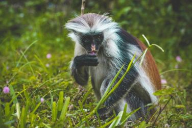 photo Combin Tanzanie/Zanzibar - Mini-safari & Douceur d'une le Tanzanie